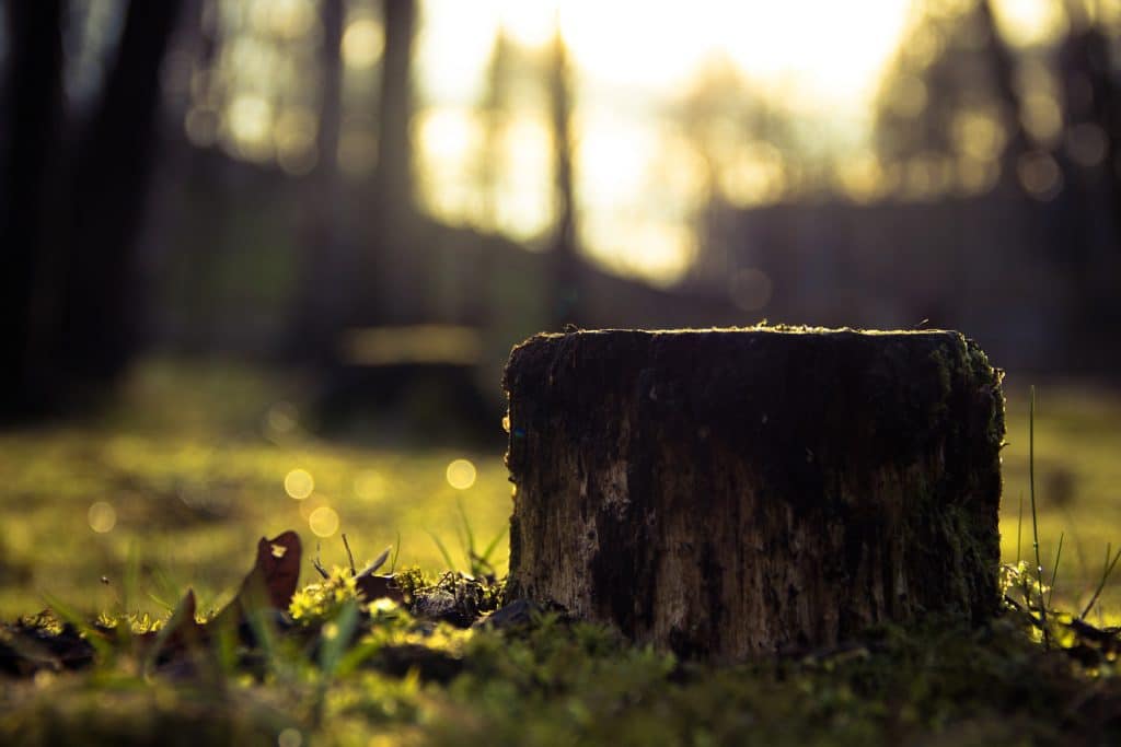 Should You Get Rid of a Tree Stump?